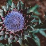 Kreta_botanischer-garten-5158-Bearbeitet