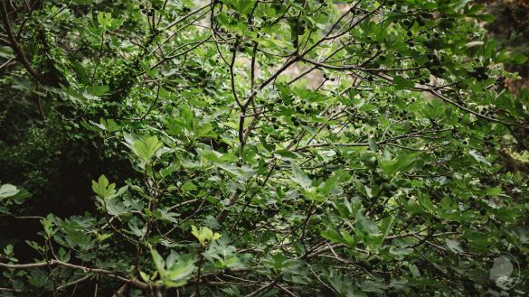 Myli Schlucht Feigenbaum