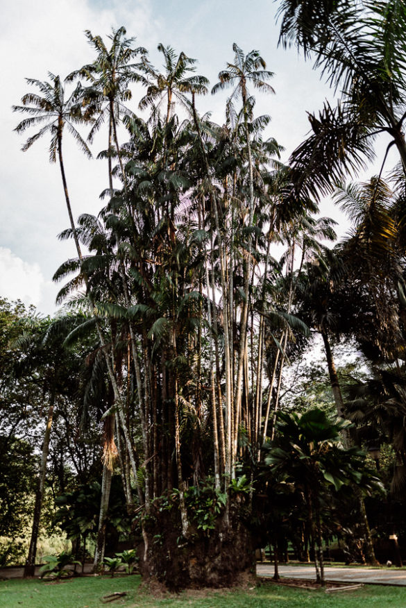 Beindruckende Palme im Perdana Botanical Garden