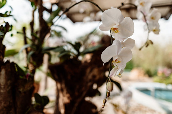 Orchid Garden Perdana Botanical Garden