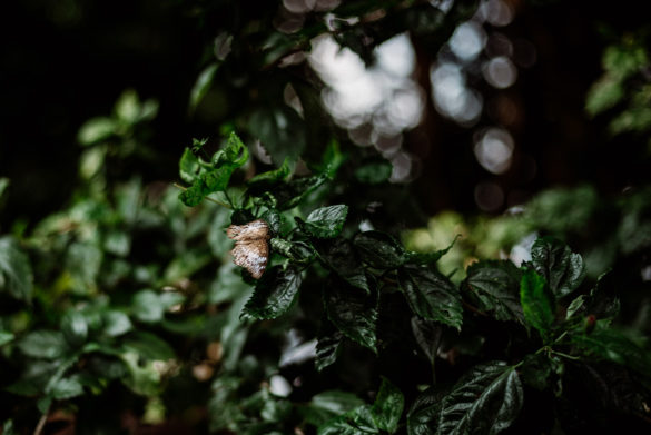 Perdana Botanical Garden