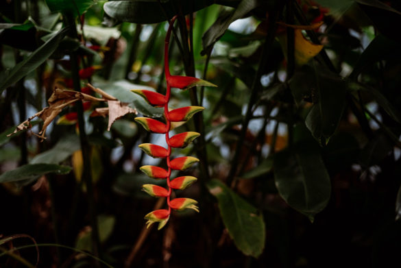 Perdana Botanical Garden