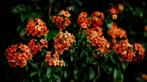 Perdana Botanical Garden