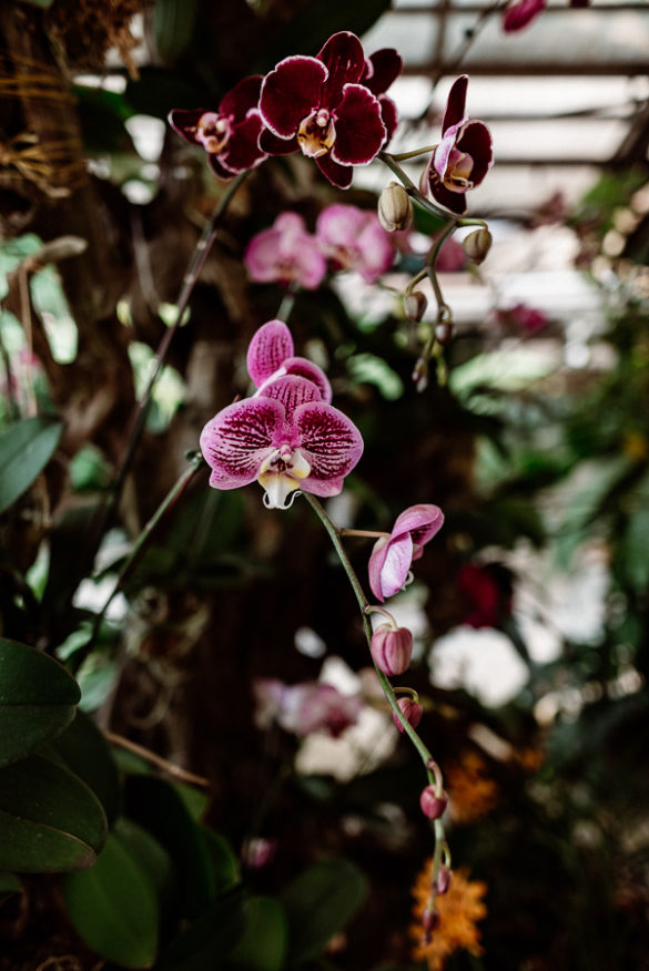 Orchid Garden Perdana Botanical Garden