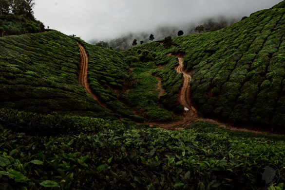 Munnar Indien - 15