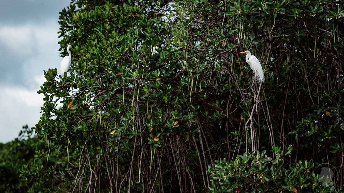 Silberreiher in der Negombo Lagune