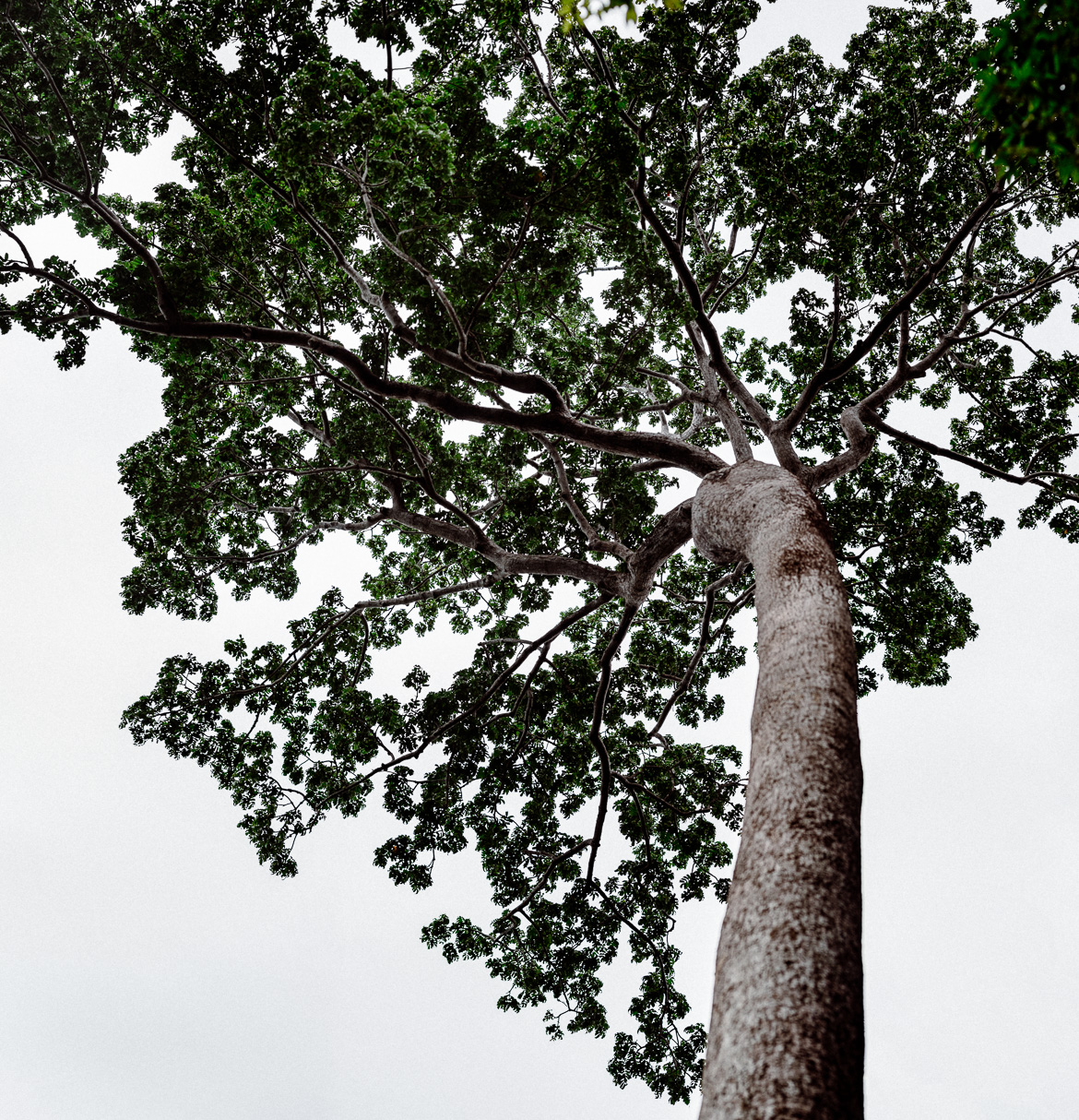 Langkawi-Dschungel-Baum