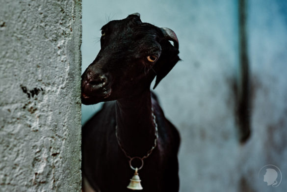 Goat in the neighbourhoods of Kochi