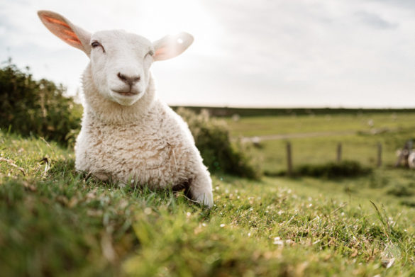 Sigma 24-35 Art @ 28mm - F/2.0