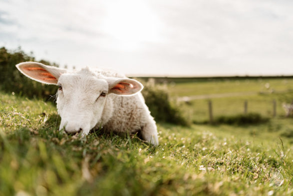 Sigma 24-35 Art @ 28mm - F/2.0