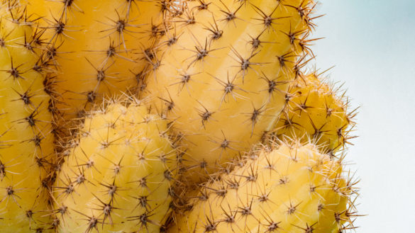 Focus Stacking Photoshop mit 8 Bildern