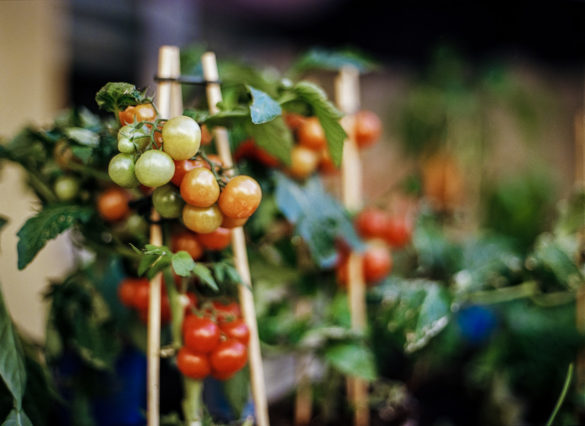 Kodak Ektar 100 Mittelformat