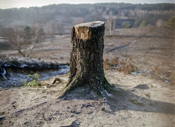 Mamiya M645 + Sekor C 55mm 2.8
