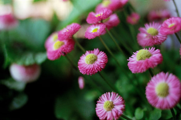 Voigtländer 40mm Nikon F3