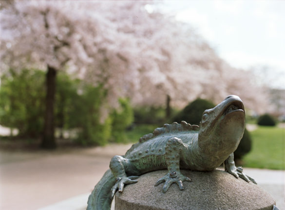 Analoge Fotografie Mittelformat 6x4,5