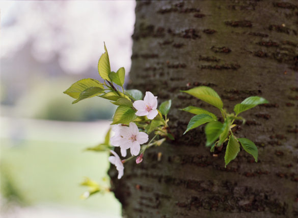 Kodak Portra 400 +1 EV