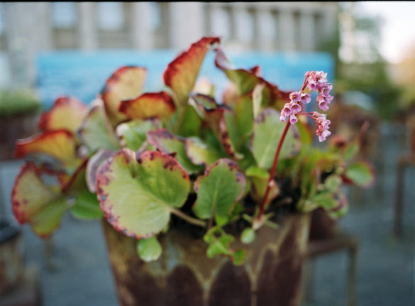 Kodak Portra 400 +1 EV