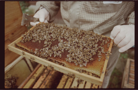 Nikon F3 + AI-S 28/2.8 (CRC Version)+ Silbersalz T200 Film