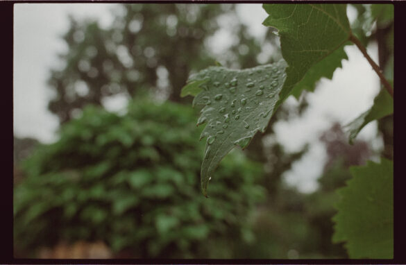 Nikon F3 + AI-S 28/2.8 (CRC Version)+ Silbersalz T200 Film