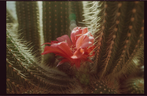 Nikon F3 + AI-S 28/2.8 (CRC Version)+ Silbersalz T200 Film