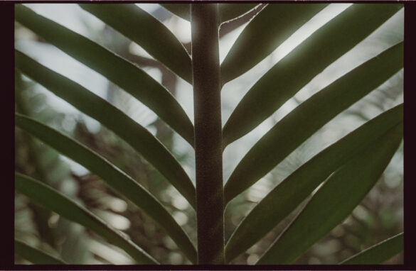 Nikon F3 + AI-S 28/2.8 (CRC Version)+ Silbersalz T200 Film