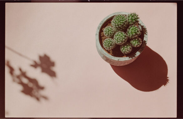 Nikon F3 Silbersalz T200 Film