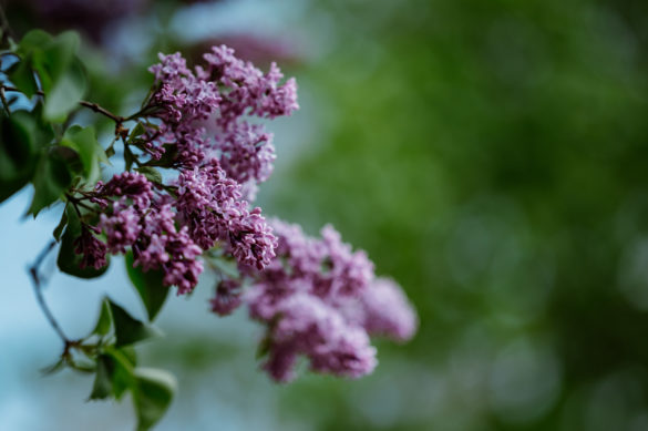 Nikon Z 85mm 1.8 S - Beispielbilder