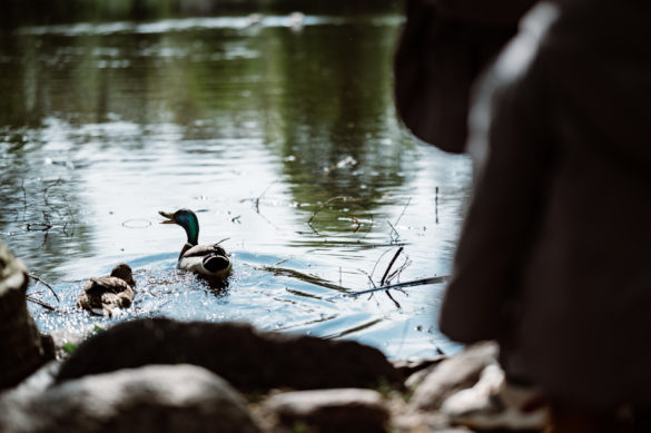 Nikon Z 85mm 1.8 S - Beispielbilder