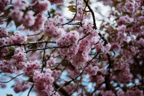 Nikon Z 85mm 1.8 S - Beispielbilder