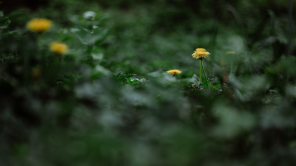 Nikon Z 85mm 1.8 S - Beispielbilder