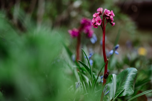 Nikon Z 85mm 1.8 S - Beispielbilder