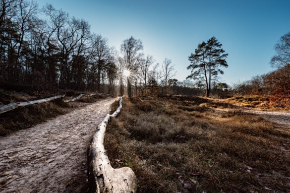 Nikon Z 14-30mm F4 Test Review