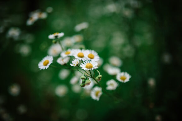 Bokeh NIKKOR Z 35mm f1.8 S