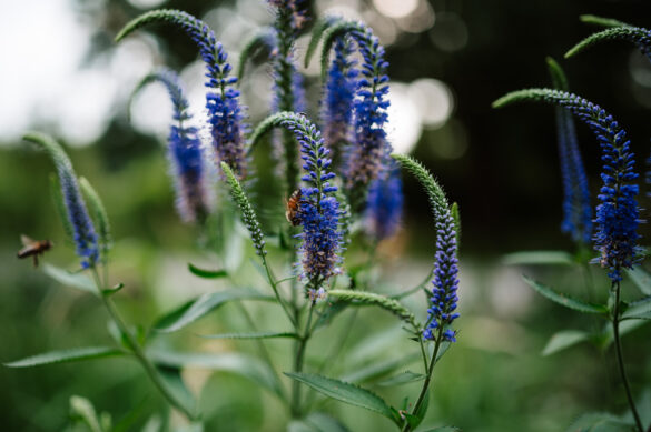 Bokeh NIKKOR Z 35mm 1.8 S