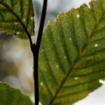 Test Schärfe Nikon Z 35mm 1.8 S Review