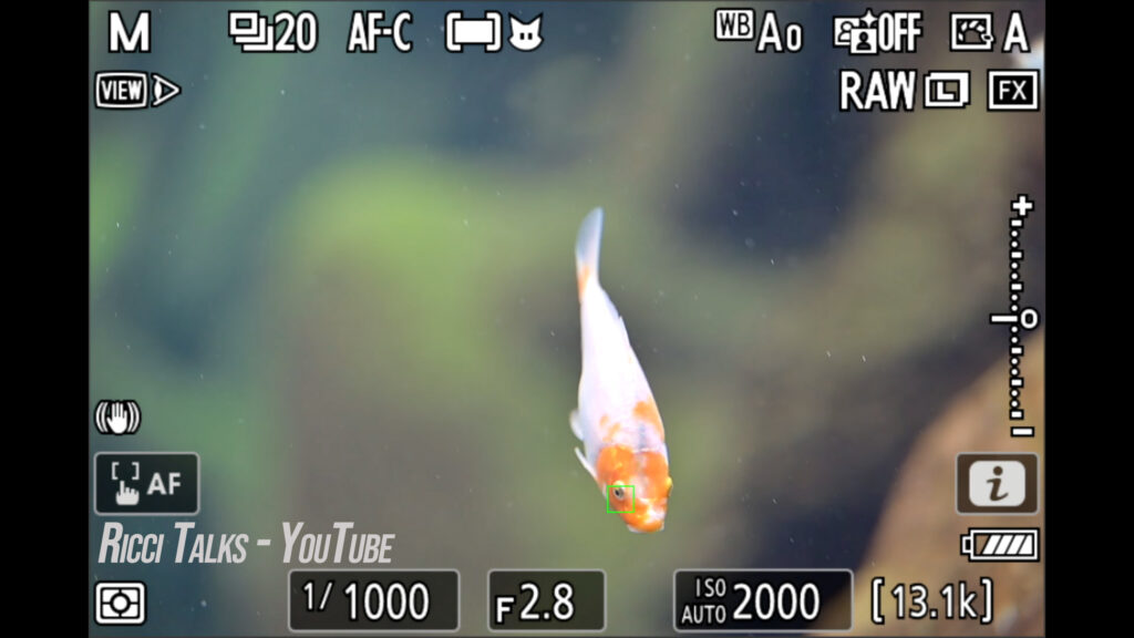 Nikon Z9 Fisch Augenautofokus