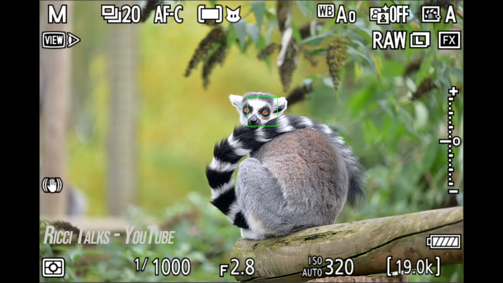 Nikon Z9 Tier Augenautofokus